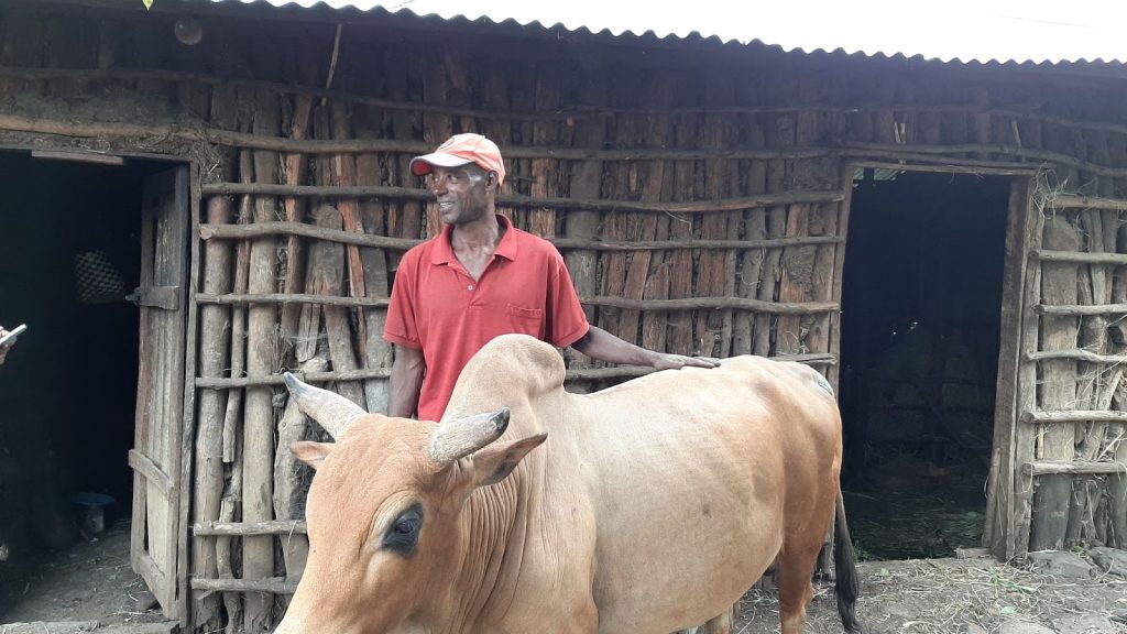 man standing with ox outside of home