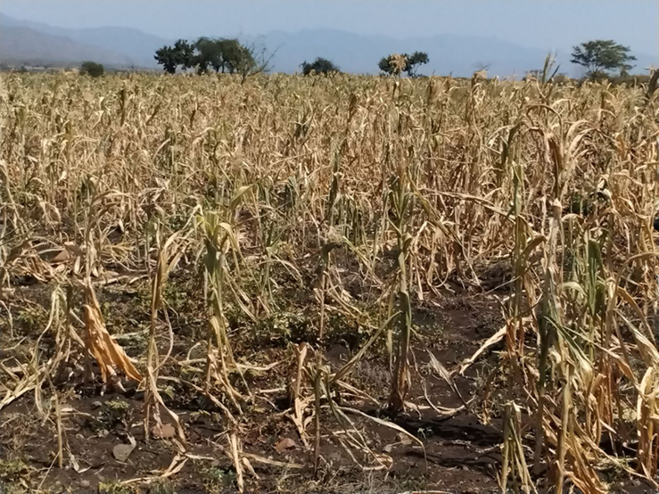 image of failed maize crops in Ethiopia