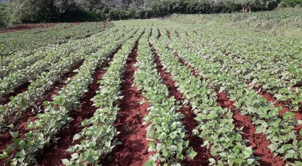 mung bean crop