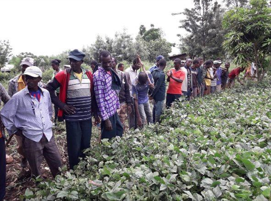 group of farmers looking at field of mung beans