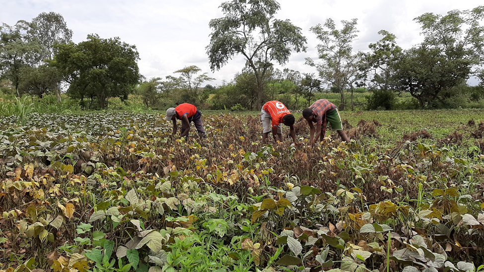 farmers working in a field of mung beans