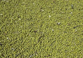 Mung Bean Cultivation Building Community Climate Resilience in Rural Ethiopia