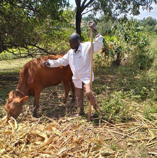 man in Kenya with his dairy cow