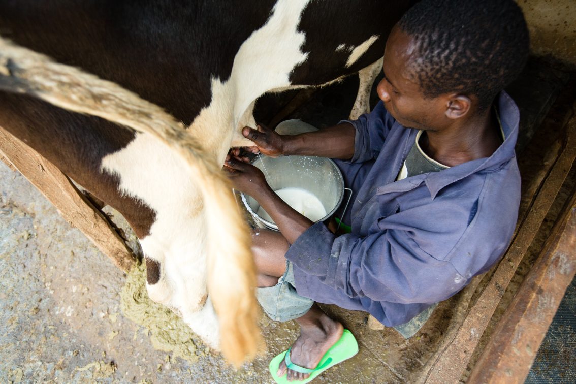 Dairy Livelihoods: A Lifeline for Kenyan Farmers