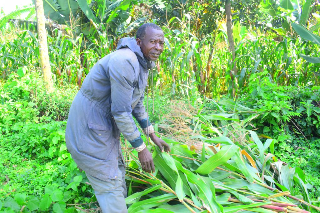 Kenyan farmer harvesting crops