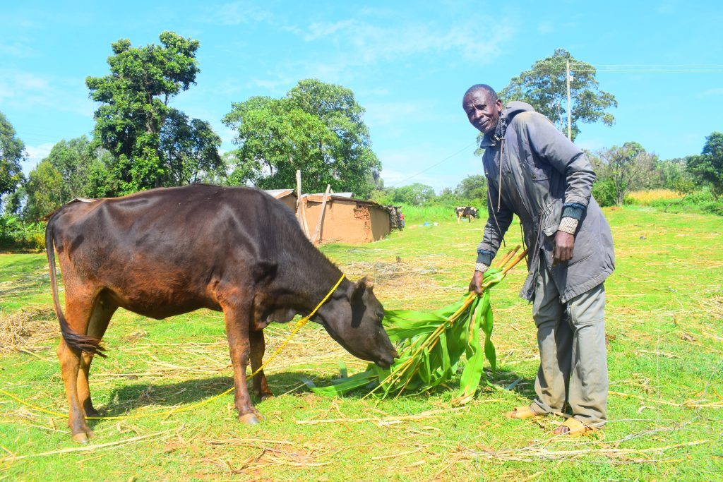 man looking at camera while he feeds one of his cows (Kenya)