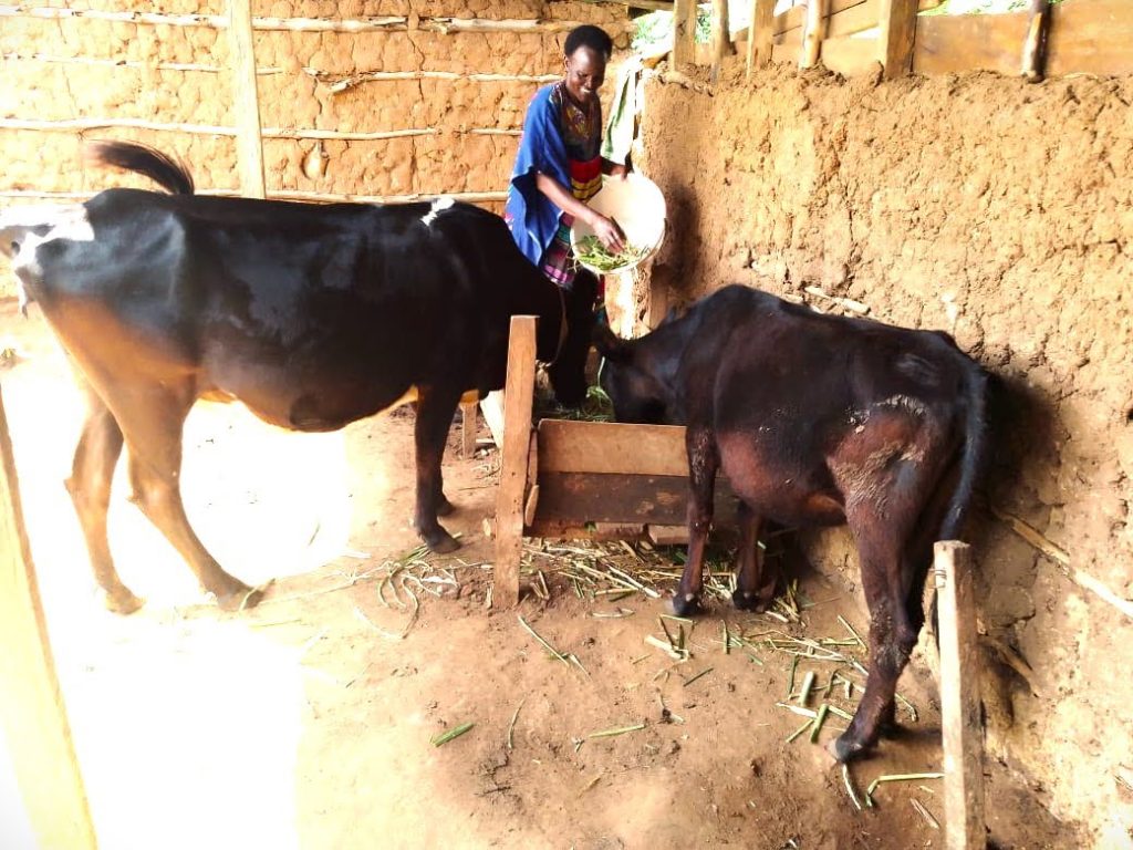 woman smiles while feeding two cows