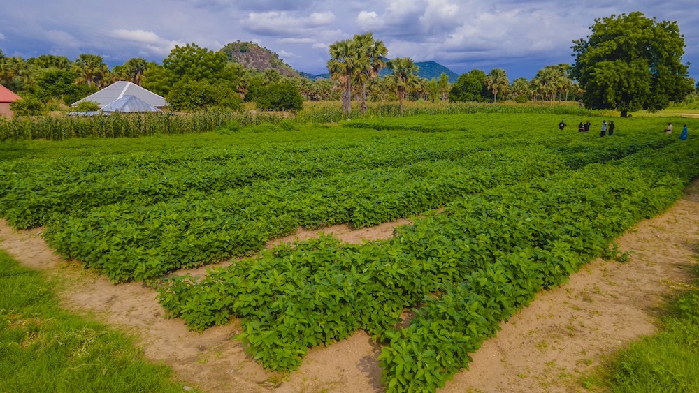 image of farm with thriving crops 