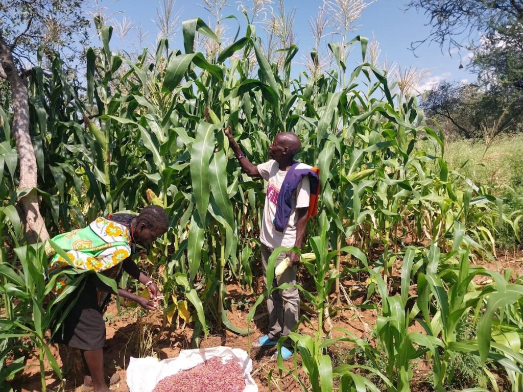 a man and woman on a farm in Baringo County observing corn and beans harvests