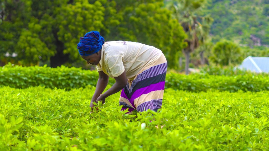 Nigerian woman cultivating plants on a farm in Nigeria