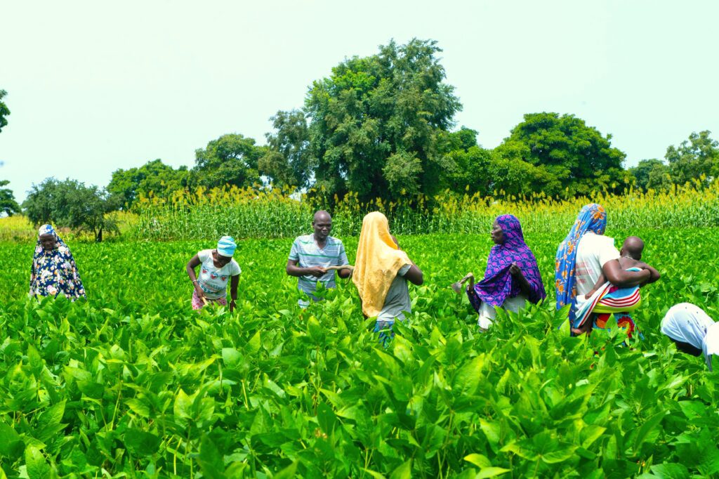 field of people farming in Burkina Faso