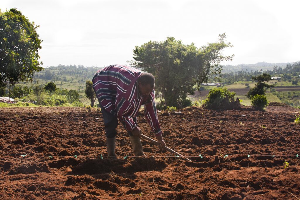 farmer working in a field, 2011