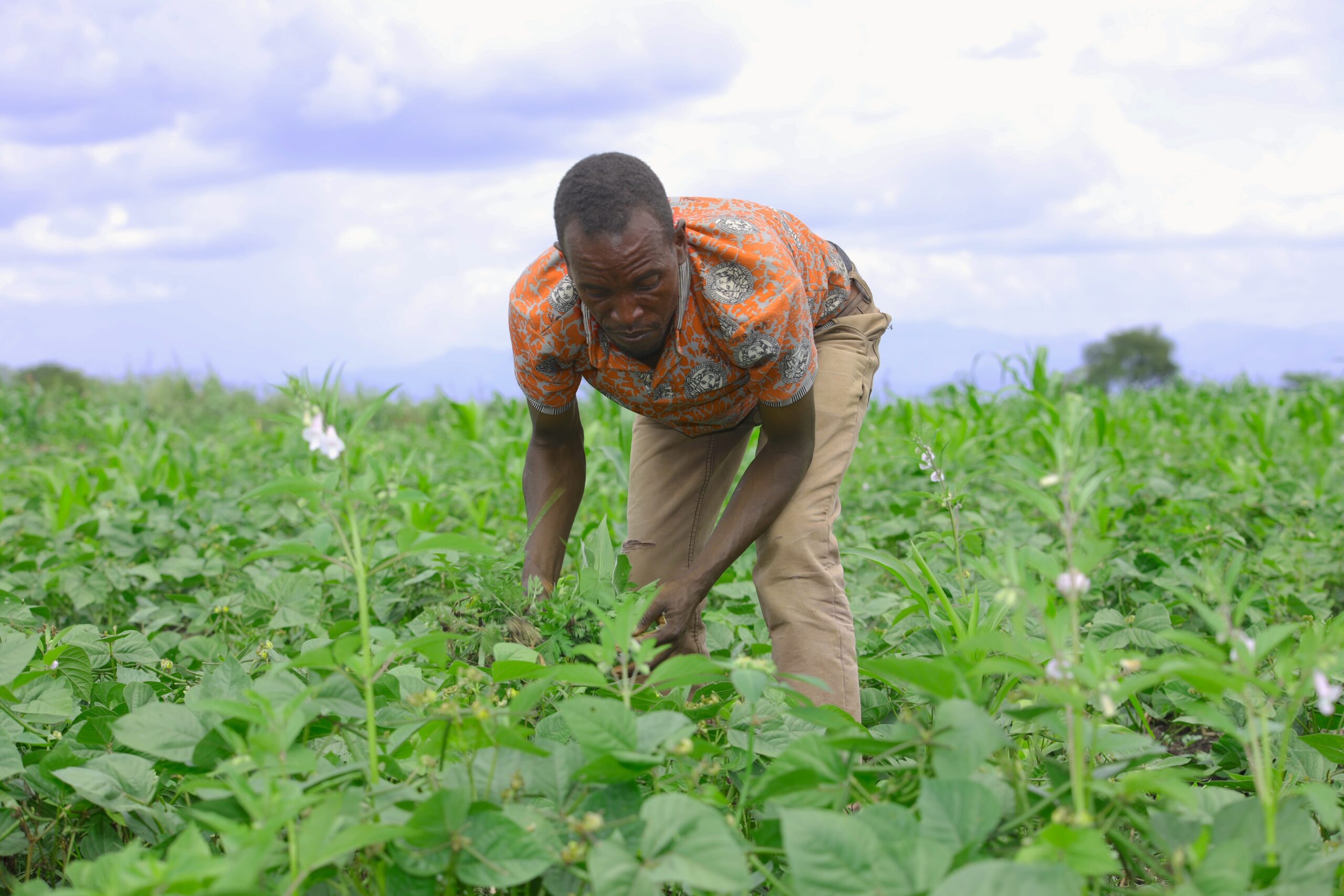 Soil’s Role in Nutrition, Livelihoods, and Sustainability