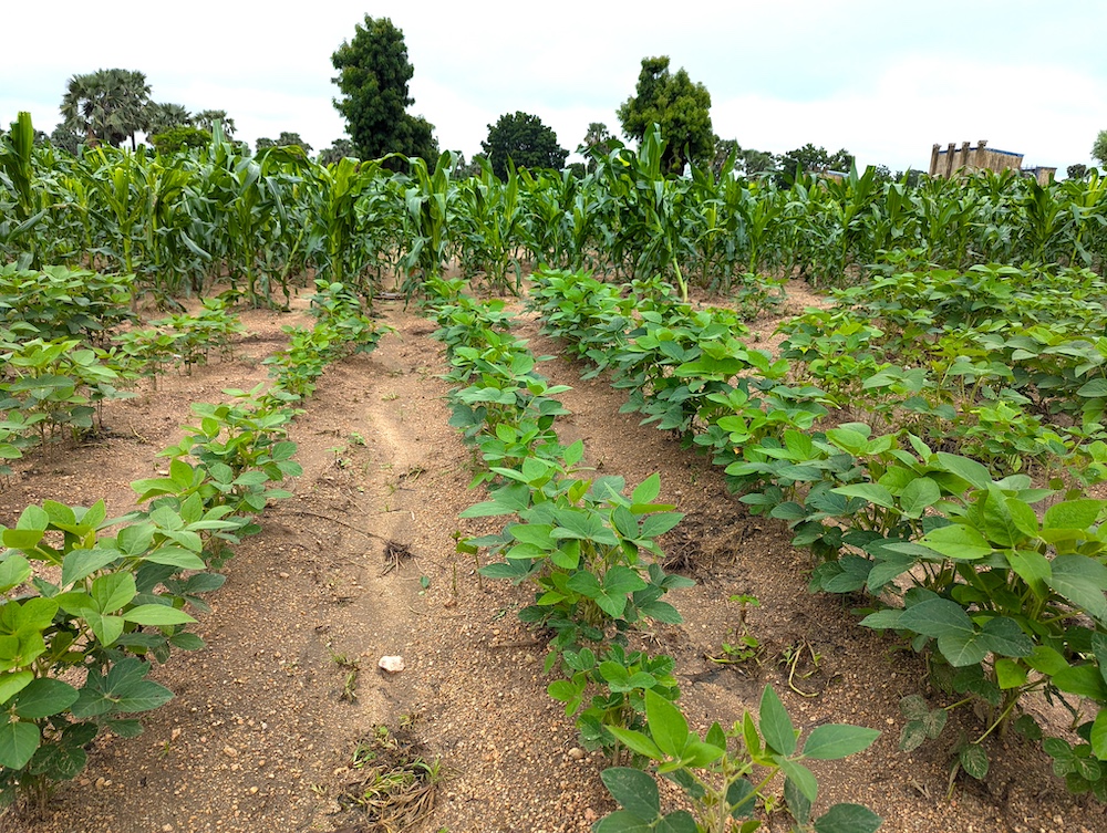 crops growing in Nigeria 