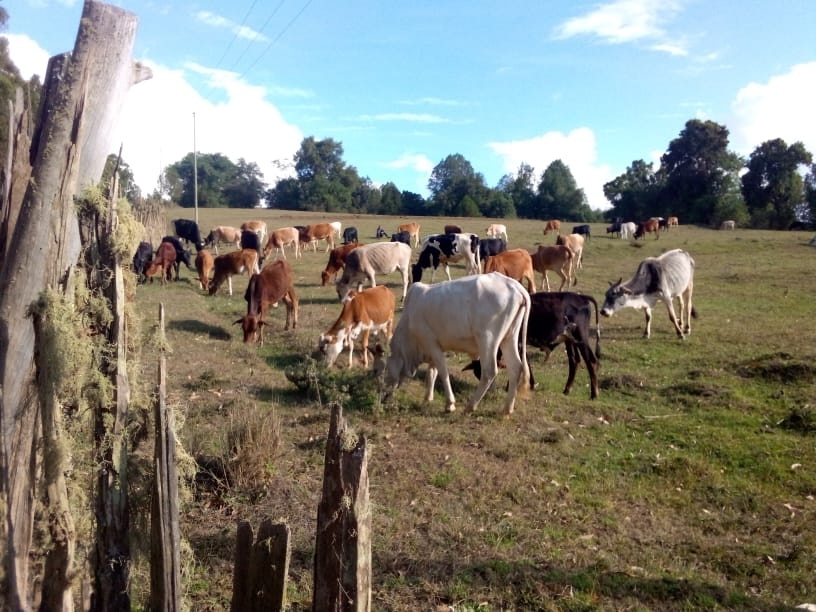 cows grazing on farmland in Samburu County