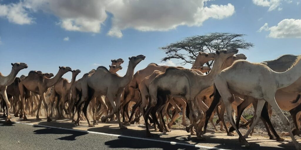 group of camels crossing a roadway in Samburu County